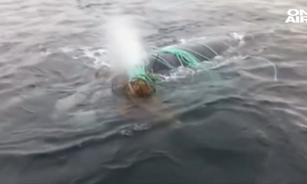 Кит, омотал се в рибарска мрежа – спасен!