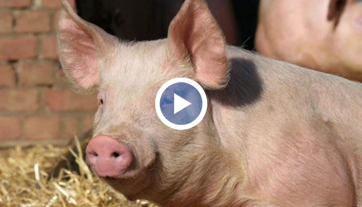 Има ли Африканска чума по свинете в Русенско?