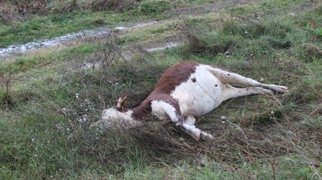 Смут и страх в Бистрица: Стадо крави почина мистериозно