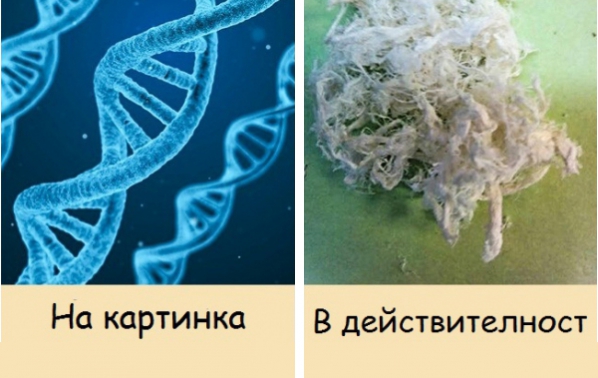 7 неща, за които само сме чували, но никога не сме виждали