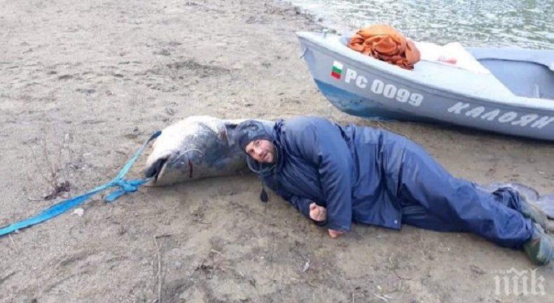 В Дунав уловиха гигантски сом