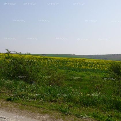Шумен: Пропаднали са над 4 400 дка със зимна маслодайна рапица в областта