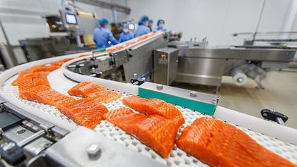 Риба за масово поразяване: Цялата истина за норвежката сьомга!