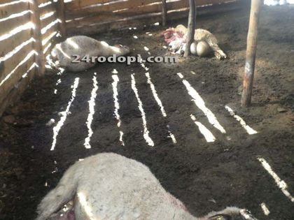 Вълци изкормиха 6 овце в кошарата на Сюлейман