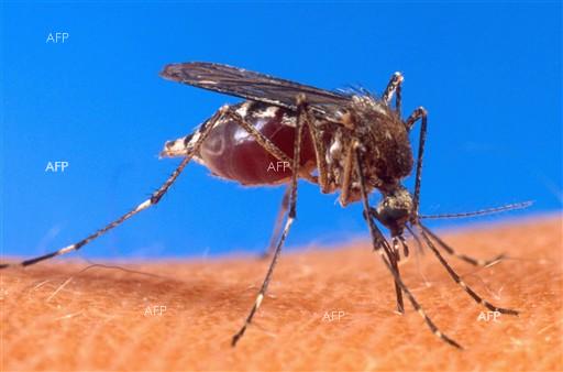 Диана Колева, РЗИ-Варна: Комарите са най-активни при оптимални температури 25-26 градуса и влажност над 60%