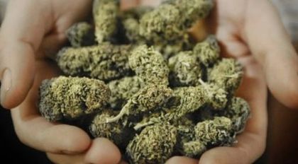 Разбиха мини ферма за отглеждане на марихуана