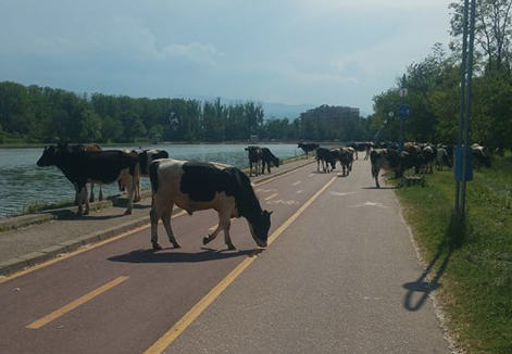 Крави налазха Гребната в Пловдив СНИМКА