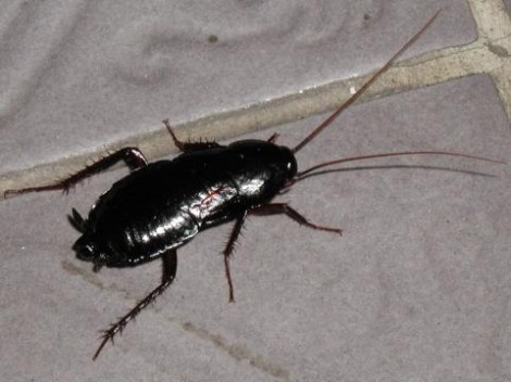 Учени: Домашните хлебарки еволюират - стават безсмъртни