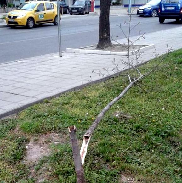 Вандали вилнеят из Пловдив, трошат наред и тъпчат цветята