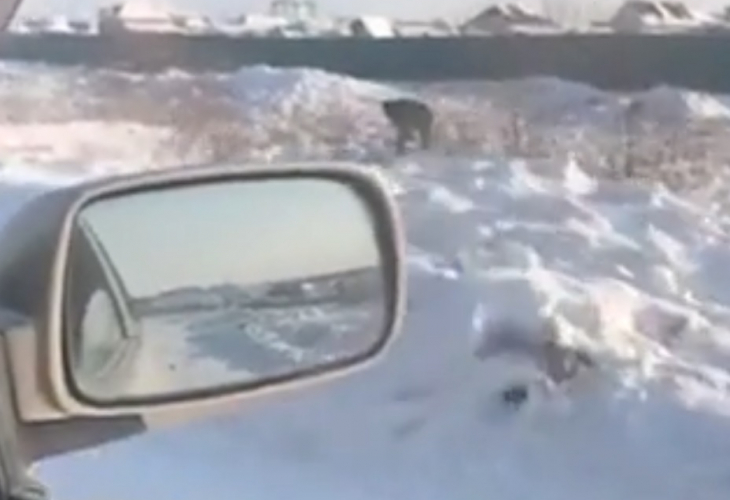 Ан-12 изсипа 9 тона кюлчета в Якутск, местните се юрнаха да ги събират по полето (ВИДЕО)