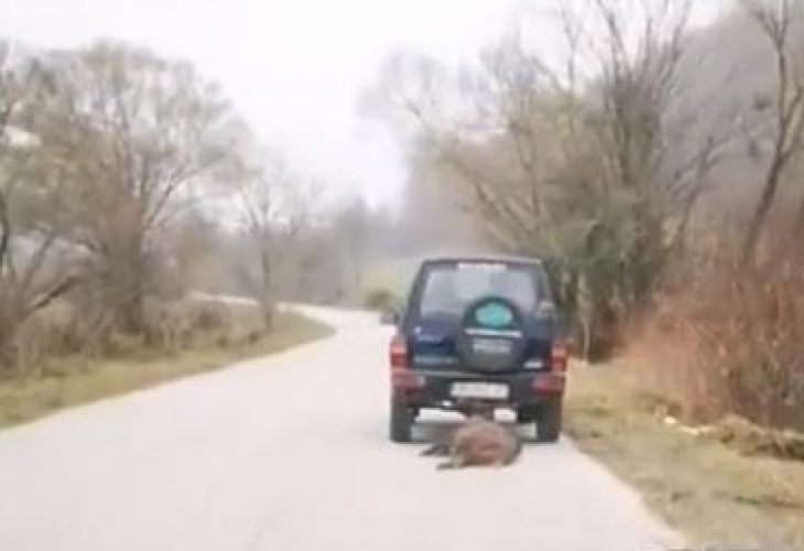 Гневен родител взриви мрежата със скандално ВИДЕО (18+), на което ловци влачат убито животно край Ловеч