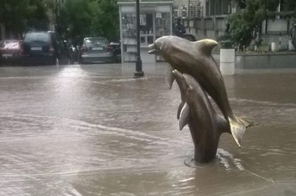 Делфините плувнаха в центъра на Варна