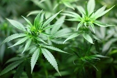 Престъпно трио отгледало марихуана за близо 90 000 лева