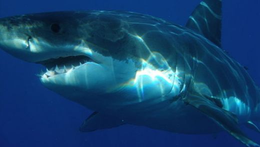 Акулите поставиха рекорд за нападения над хора