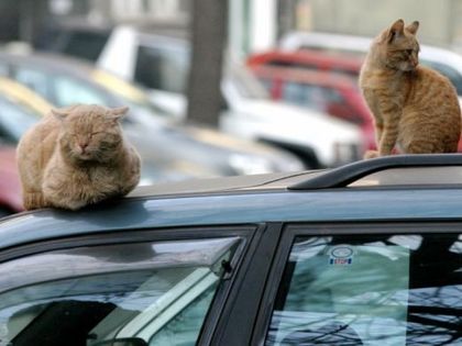 Резнаха ушите на 364 улични котки в Пловдив