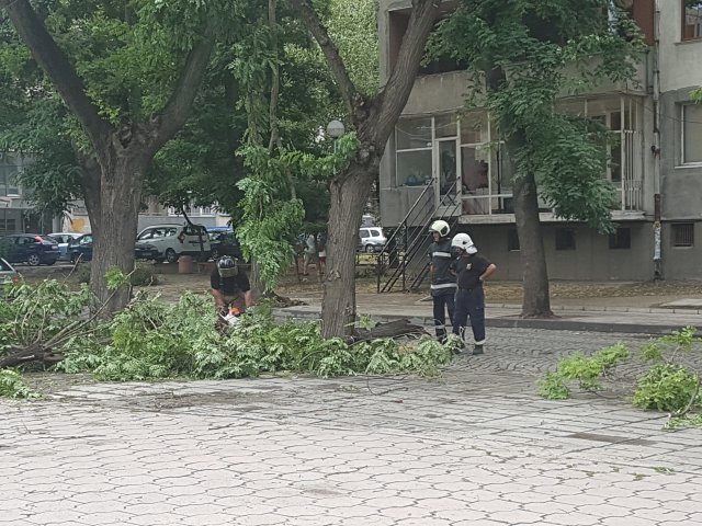 Смърч причинил бурята снощи, изтръгнал два чинара и черница