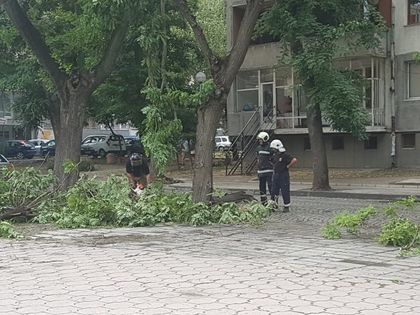 Смърч причинил бурята снощи, изтръгнал два чинара и черница