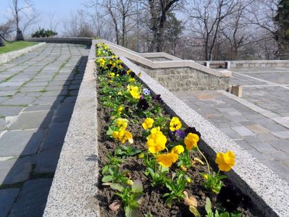 3000 нови цветя за празника на Хълма на освободителите