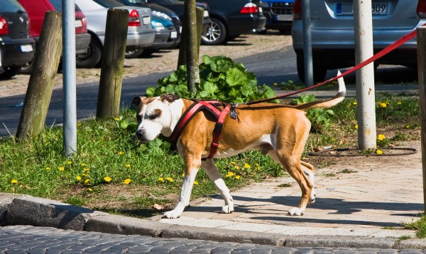 Нелепа смърт: Куче изяде собствения си стопанин