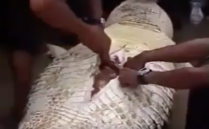 Само за няколко часа това ВИДЕО (18+) ужаси фейсбук! Но истина ли е? Мъже вадят човешки крайници от корема на крокодил!
