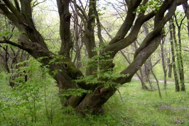 Белащица си върна ореховата гора