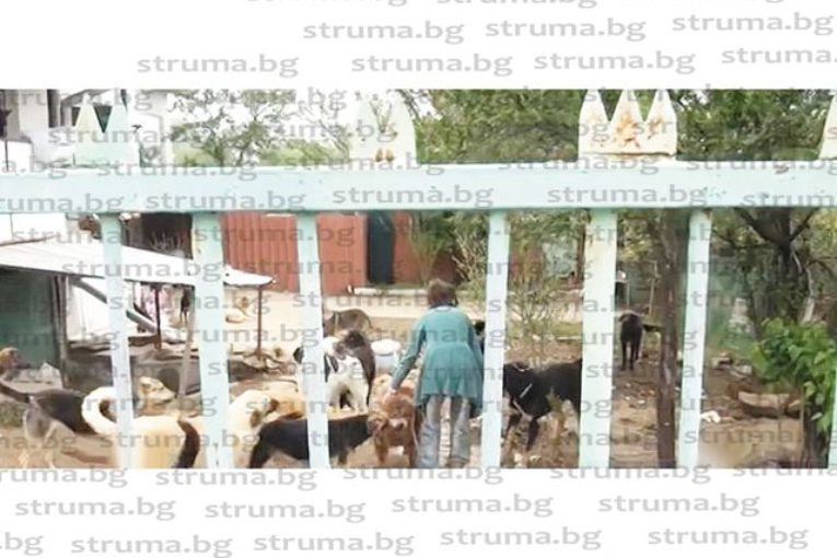 Жители на радомирско село излязоха на протест срещу съседка и 40 кучета