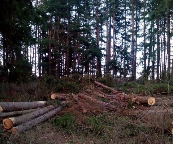 Кметът Никола Белишки: Изсичането на дърветата в Панагюрски колонии е законно