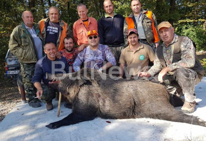 Авджии гръмнаха огромен звяр край Мездра, само зъбите му са над 25 см. (СНИМКА)
