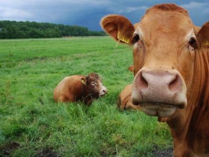 Удариха ферма с нелегални животни