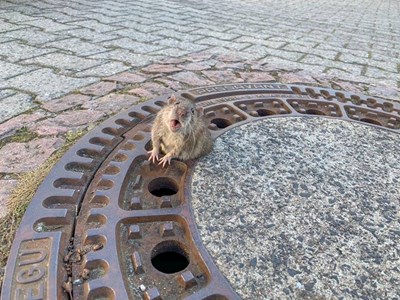 Дебел плъх се заклещи в шахта в Германия, пожарникари го спасиха (Видео, снимки)