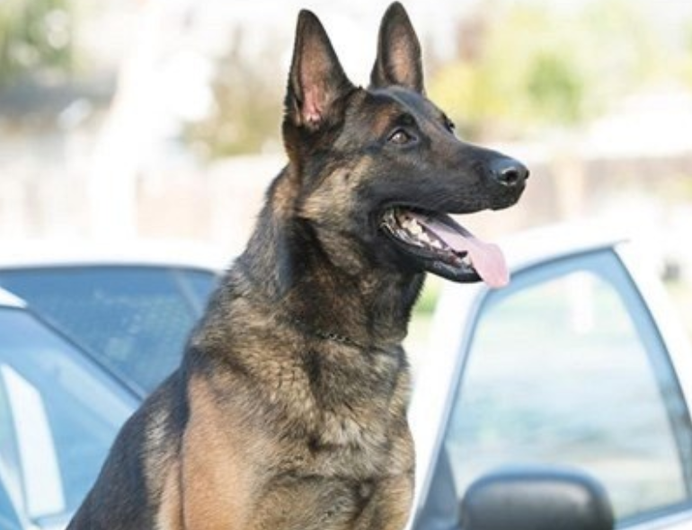 Полицейско куче загина в патрулка заради прегряване
