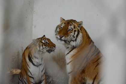 3 тигърчета се родиха в зоопарка на Пазарджик, молят гражданите за търпение