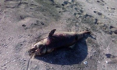 Делфин с прободна рана открит между Поморие и Ахелой (Снимка)