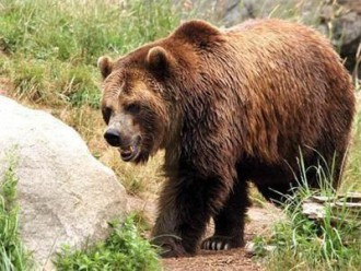 Убиха кафява мечка край Девин, животното е защитен вид