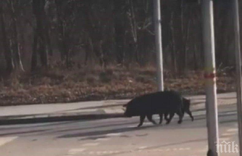 Прасета щъкат по пловдивски булевард