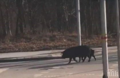 Прасета щъкат по пловдивски булевард