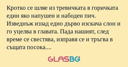 Кротко се шляе из тревичката в...