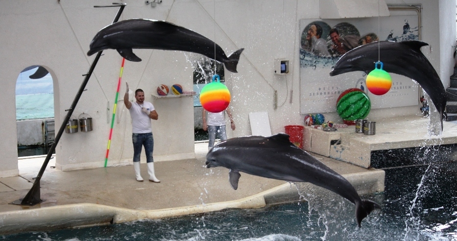 Вижте в „Петел“: Бебе делфин плува до майка си във варненския Делфинариум! (снимки)