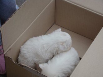 Котешки приют отваря врати в Пловдив