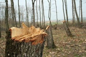 Дървосекач пострада сериозно, след инцидент в гората