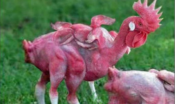 Крилце или кълка? KFC не отглеждала пилета с 8 бутчета