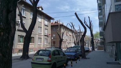 Дърветата на „Славянска” като в анимация на Дисни (СНИМКИ)