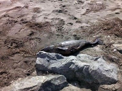Мъртъв делфин изплува на Солниците в Бургас (Снимкa)