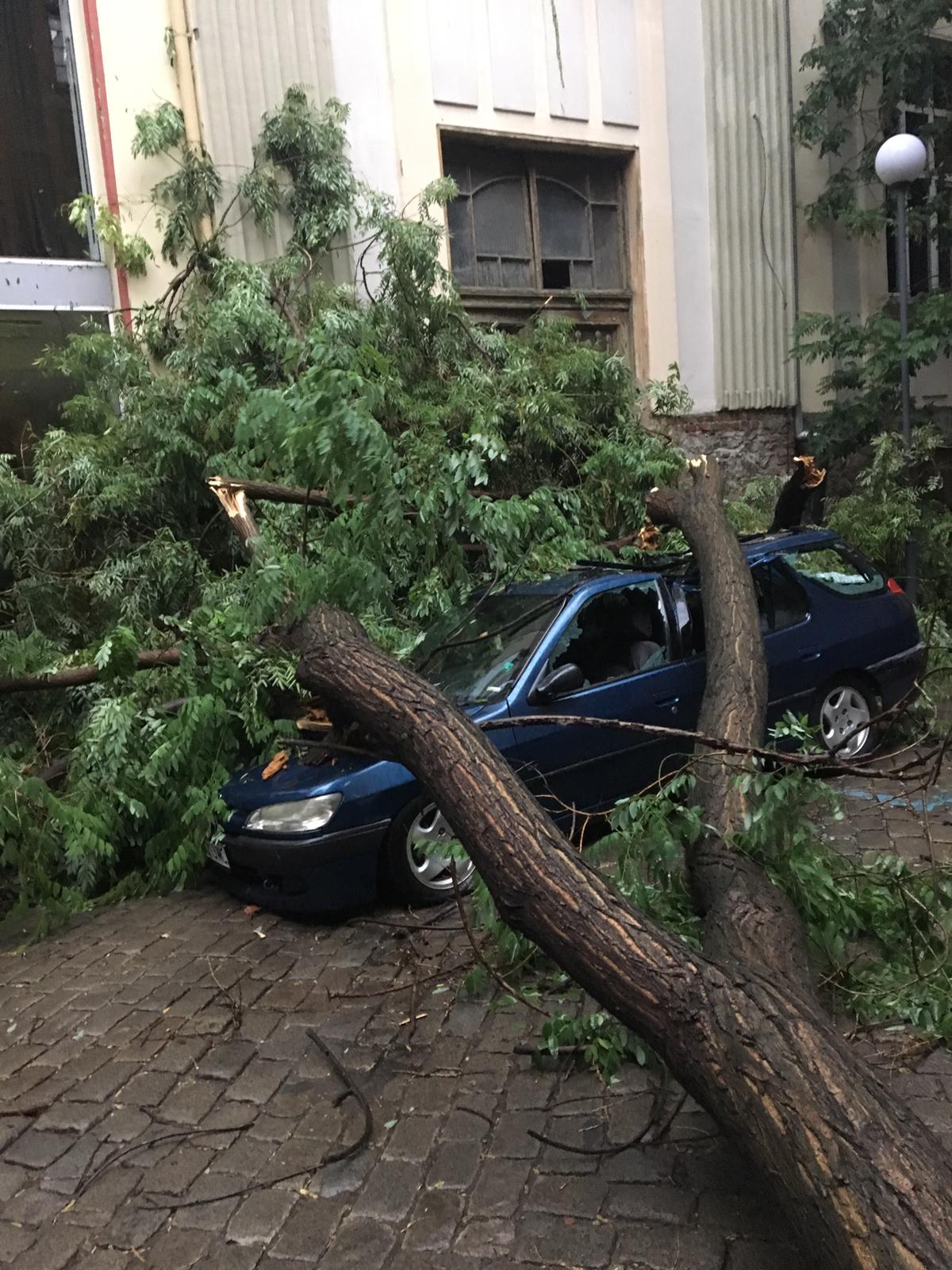 Дърво смаза кола в Пловдив