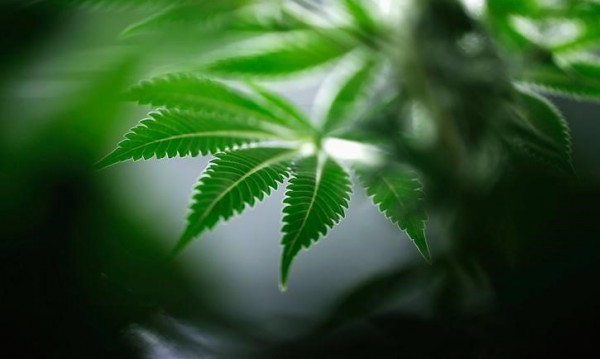 Находка на археолози: Древен мъж погребан с… канабис