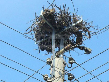 Направиха нови гнезда за щъркелите