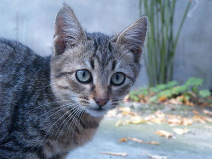 Котката или кучето, кой ни обича повече?