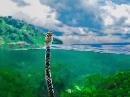 Варна: Варненец спечели отличие от световен конкурс за подводна фотография с кадър, заснет на Галата