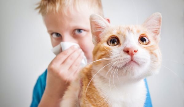 Направиха ваксина против алергия към котки