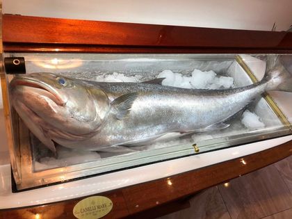20-килограмови риби приготвят по италианска рецепта в центъра на Пловдив СНИМКИ+ВИДЕО
